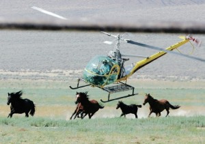 Wild Horse BLM Round up